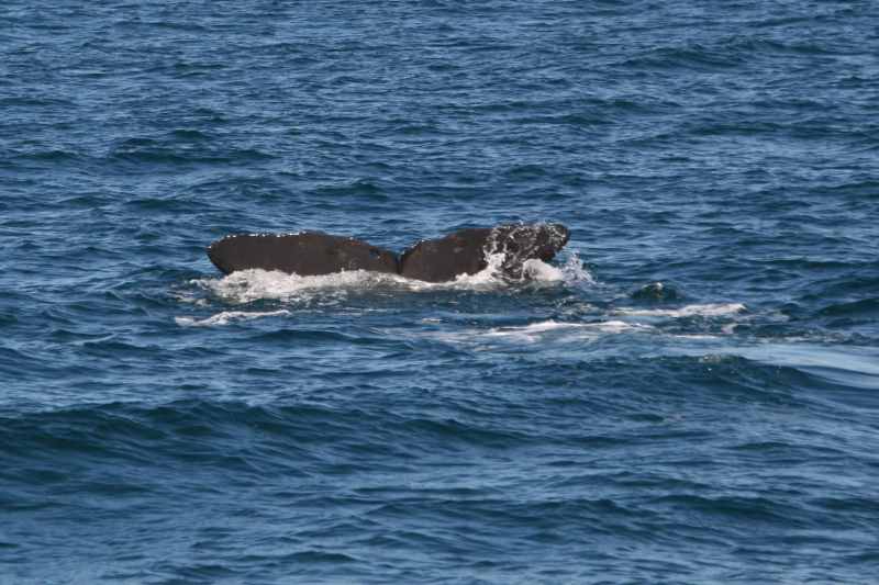 Nieuw-Zeeland 2011 - 1216